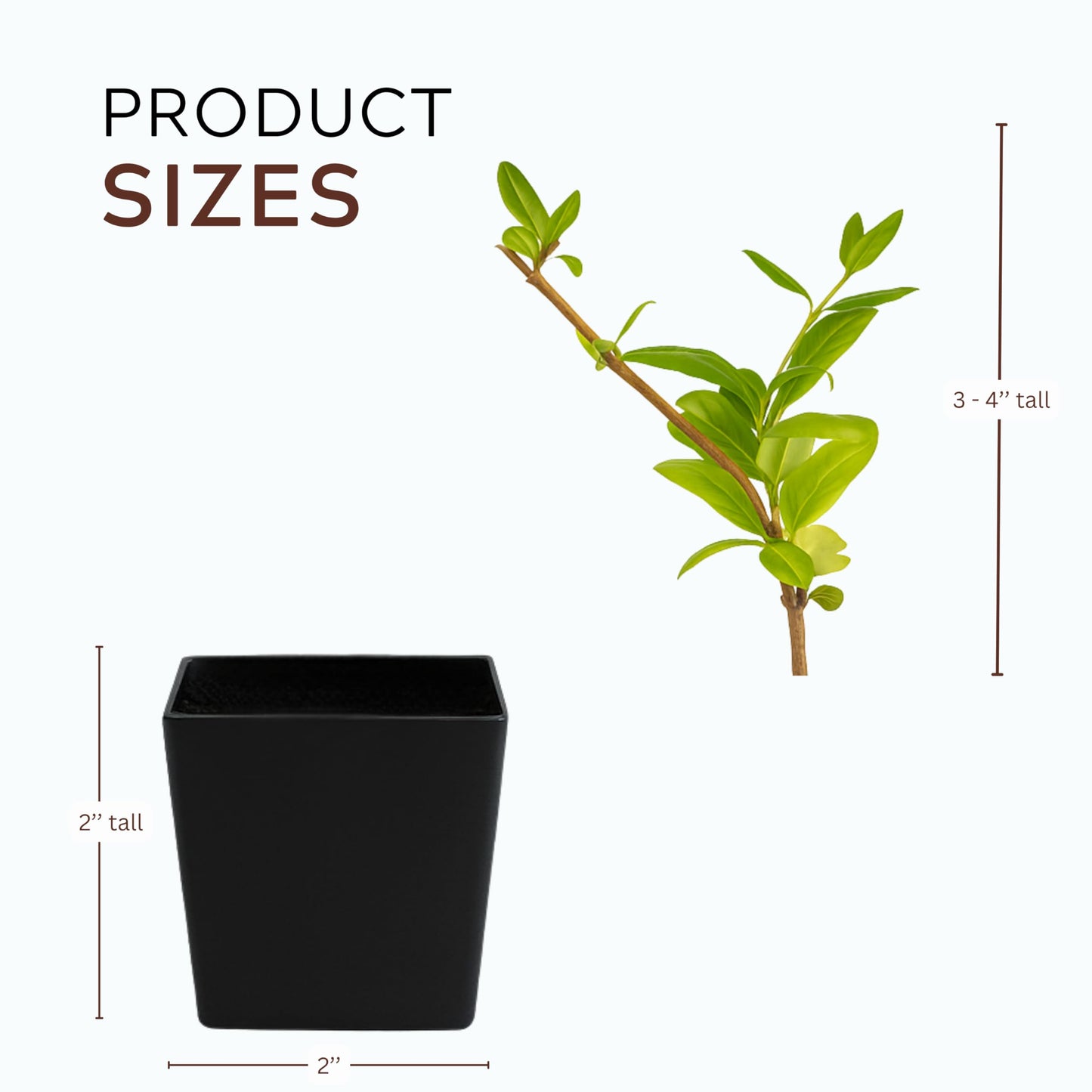 White Fragrant Japanese Honeysuckle Vine, Starter Plant, Climbing Landscape Outdoor Garden Plant 2 inch Pot (5)