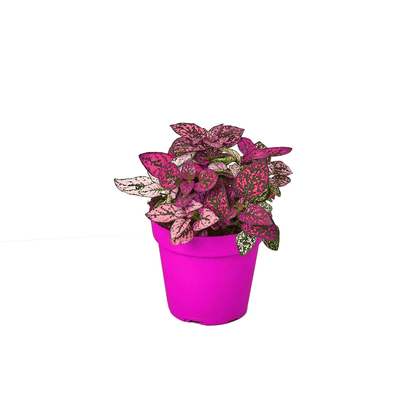 10 Pack Hypoestes 'Polka Dot' in 4in Pot - Live Tropical Houseplant - Easy to Grow | Variegated | USA Growers | The Snobby Leaf