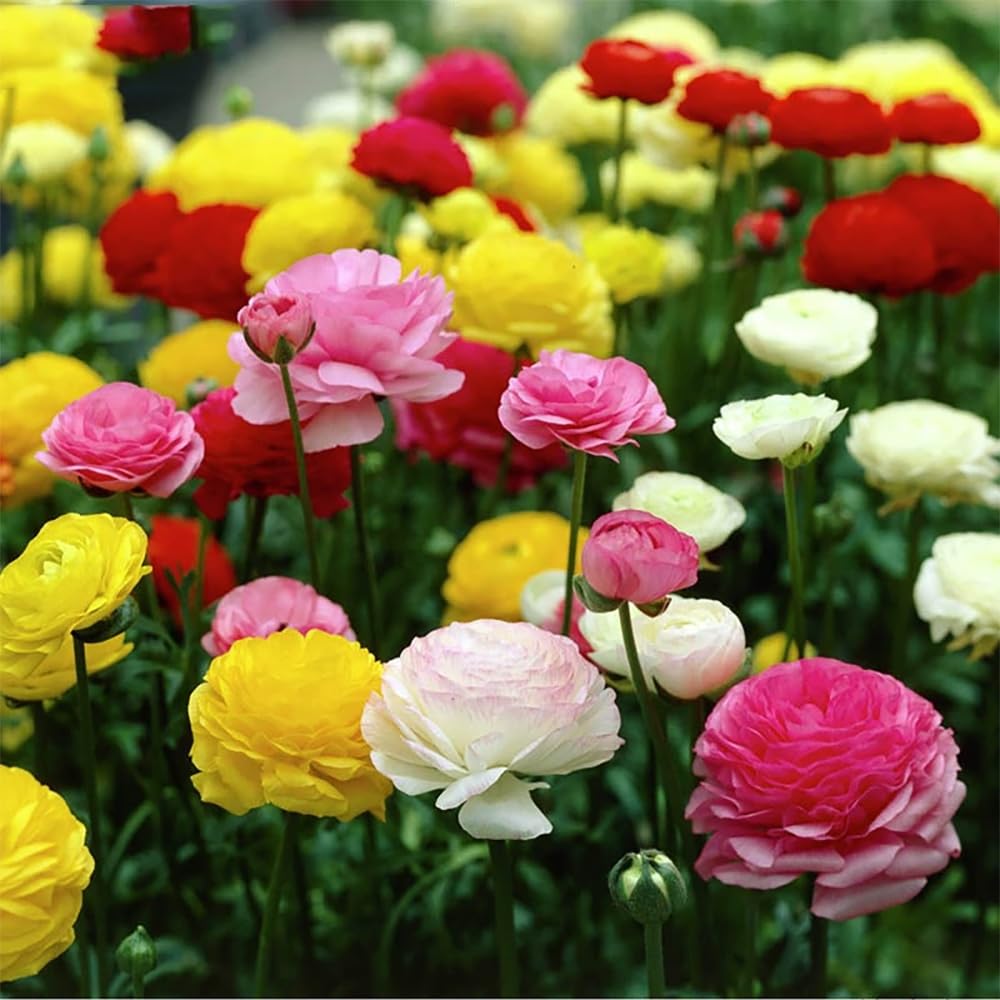 10pcs Peony Ranunculus Bulbs Mixed Corms Flower Bulb Garden Blooms Planting (Mixed)