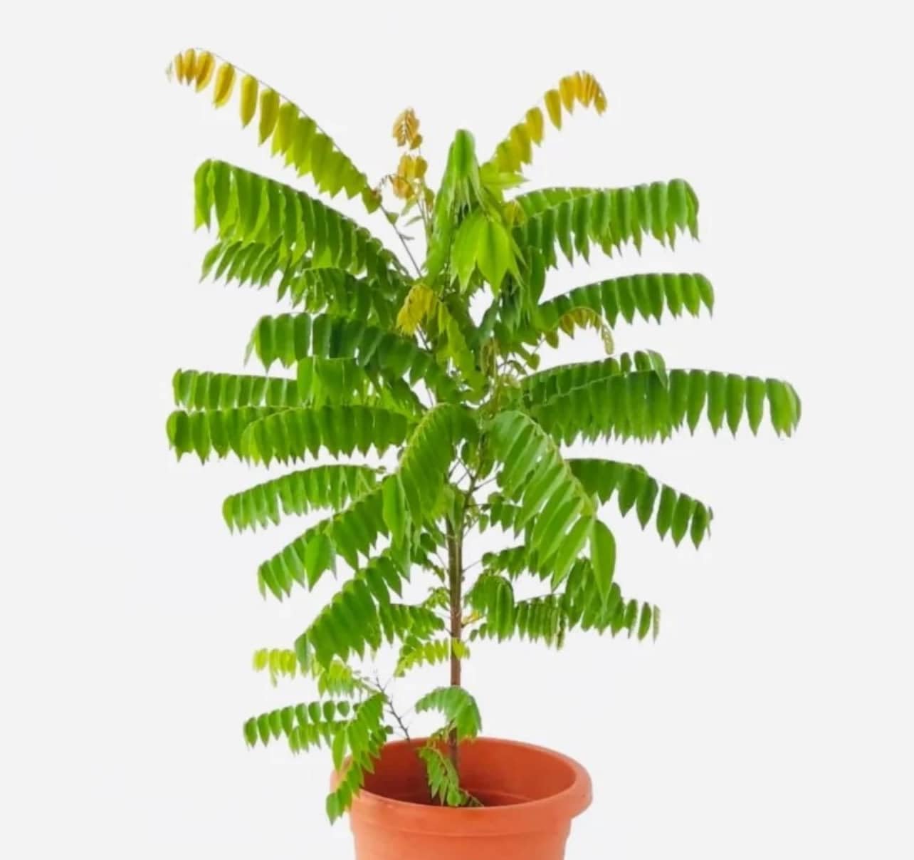 Live Plant - Bilimbi Cucumber Tree (Averrhoa Bilimbi) Live Fruit Tree 1’-2’ Feet Tall