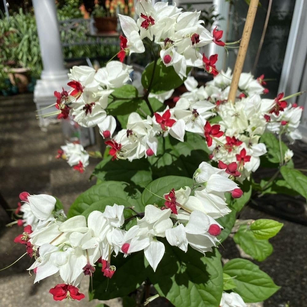 Set 3 White Bleeding Heart Plants Live 4-6 Inch Tall, White Clerodendrum Plant, Bleeding Heart Flowering Vine Plants, Blooming Flowering Vine for Garden Planting