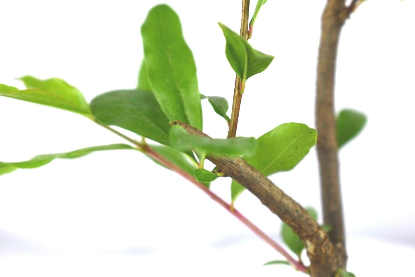 Wonderful Pomegranate Now DORMANT Live Plant Potted 5-8 Inch Tall Granada