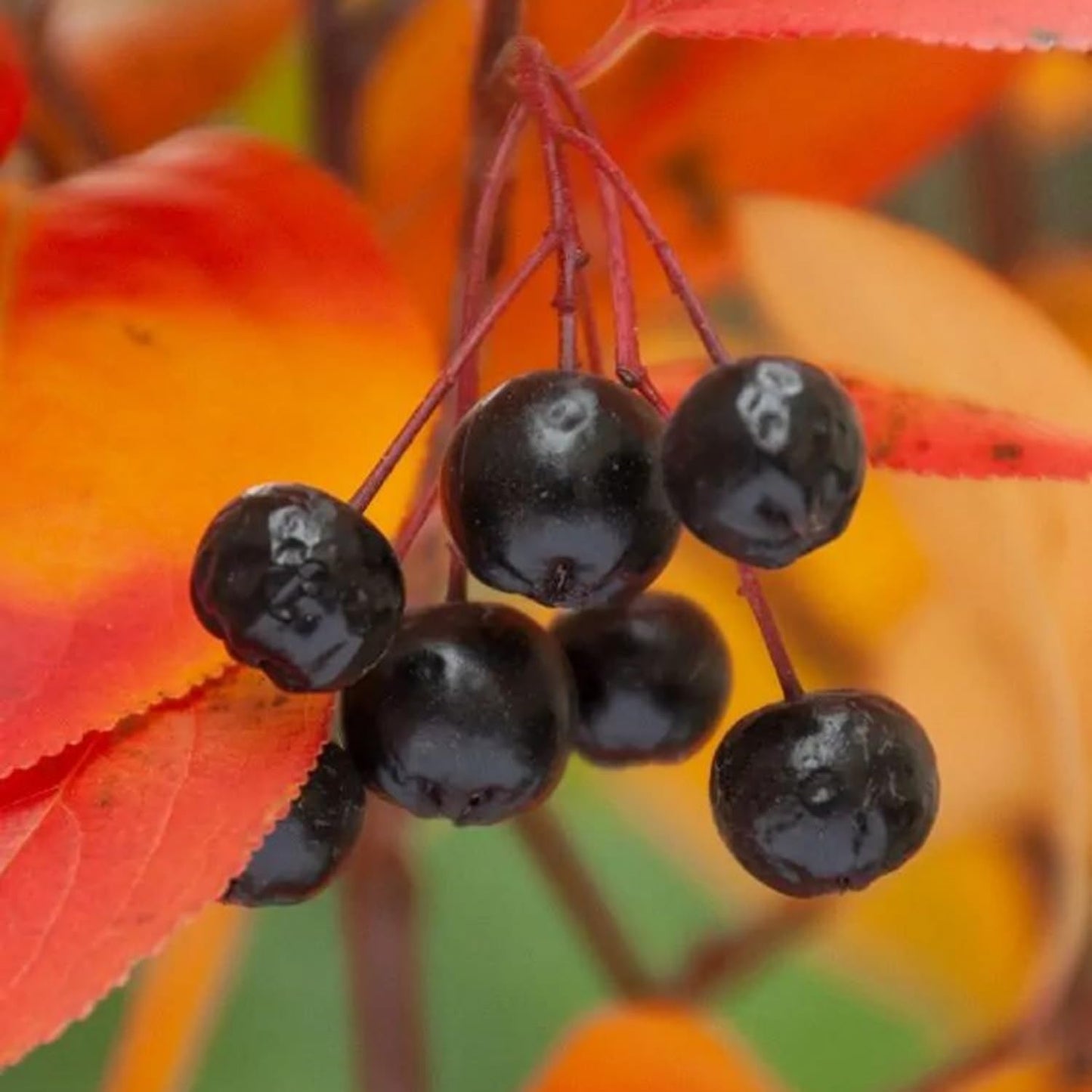 Chokeberry Tree Live Plant, Black Aronia Berries Tree 1.5-2 Feet Tall, Hardy Edible Berry Fruit Plant for Planting Outdoor