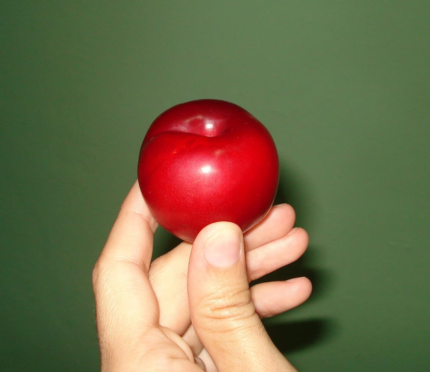 Red June Plum Trees - Self Pollinating Live Fruit Plant Shipped 2 to 3 Feet Tall by DAS Farms