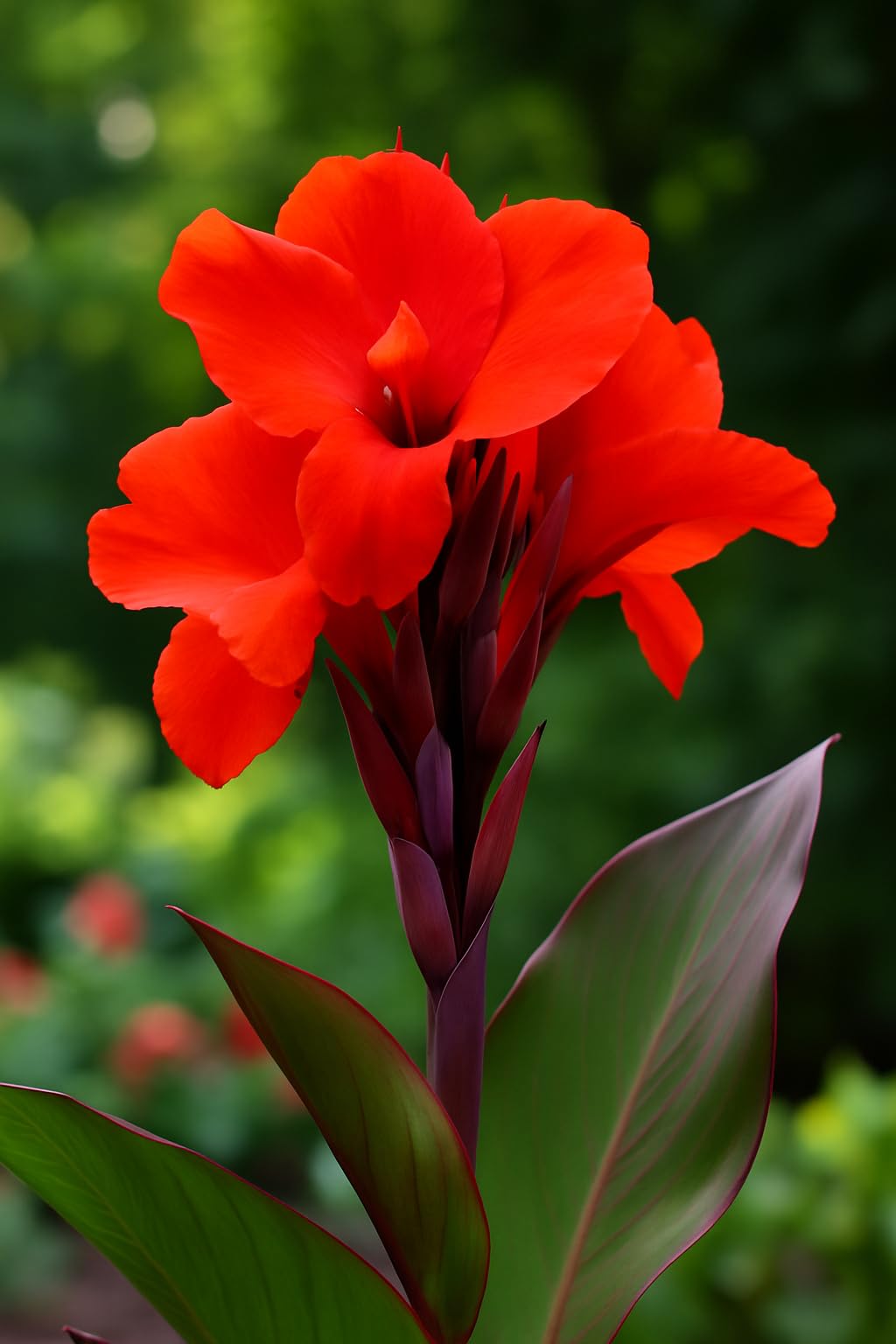 Red King Humbert Canna Lily Bulb to Grow – Bold Tropical Color with Fiery Red Blooms (5 Bulbs)