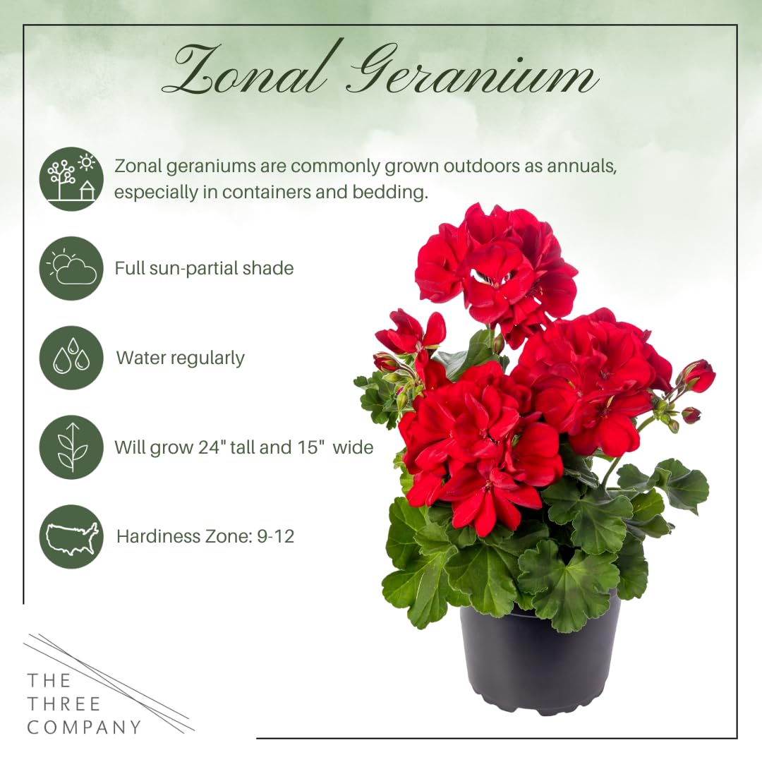 Live Flowering Zonal Geraniums - Red (3 Plants Per Pack) - Beautiful Spring Flowers - 12" Tall by 5" Wide in 1 Qt Pot