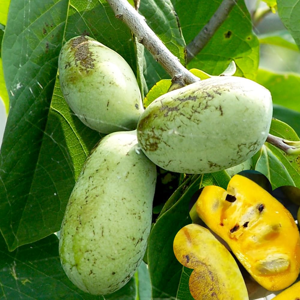 10 Months Old Pawpaw Tree Live Plant Seedling for Spring Planting, 6-12 Inches Tall, Quart Pot, Hardy Paw Paw Fruit Trees
