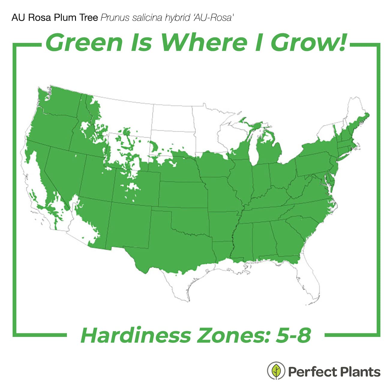 Perfect Plants AU Rosa Plum Tree 4-5 Feet | Live Fruit Trees for Outdoor Planting | Huge & Juicy Plums for Fresh Eating | Growing in Zone 5-8