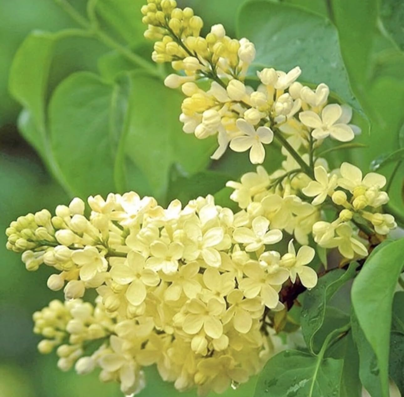 Primrose Yellow French Lilac (Syringa) Live Plant – Rare Yellow Lilac Shrub – Fragrant Spring Flowers – Cold Hardy Ornamental Bush – Starter Plant