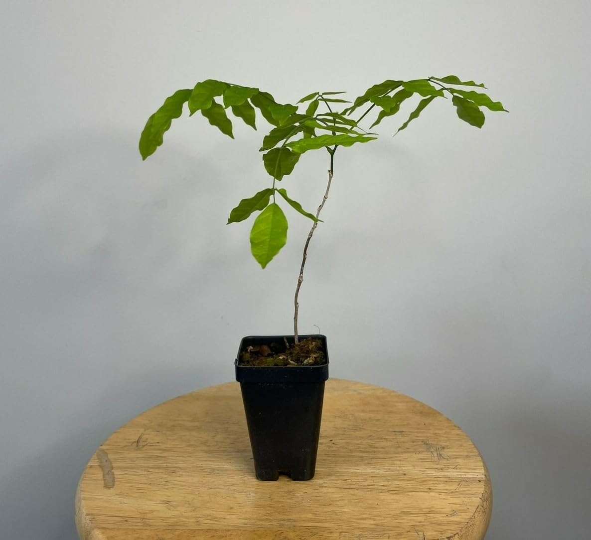 Live Plant - Purple Wisteria Tree - 6-12" Tall - Live Plant - 2.5" Pot - Wisteria sinensis