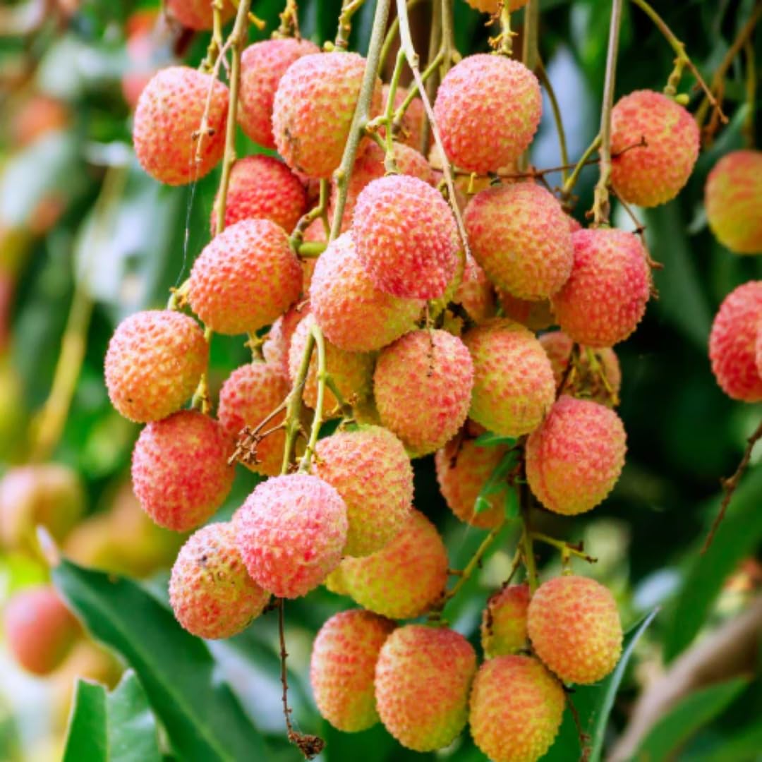 Lychee Fruit Tree Plant, Half Gallon Pot, Lychee Plant Live Sweet Fruit Plant, 10 to 11 Inc Tall