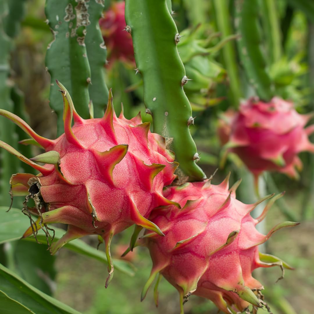 White Dragon Fruit Live Plant, Tropical Sweet Fruit Plant, Well Rooted in 4'' Pot, Ready to Grow