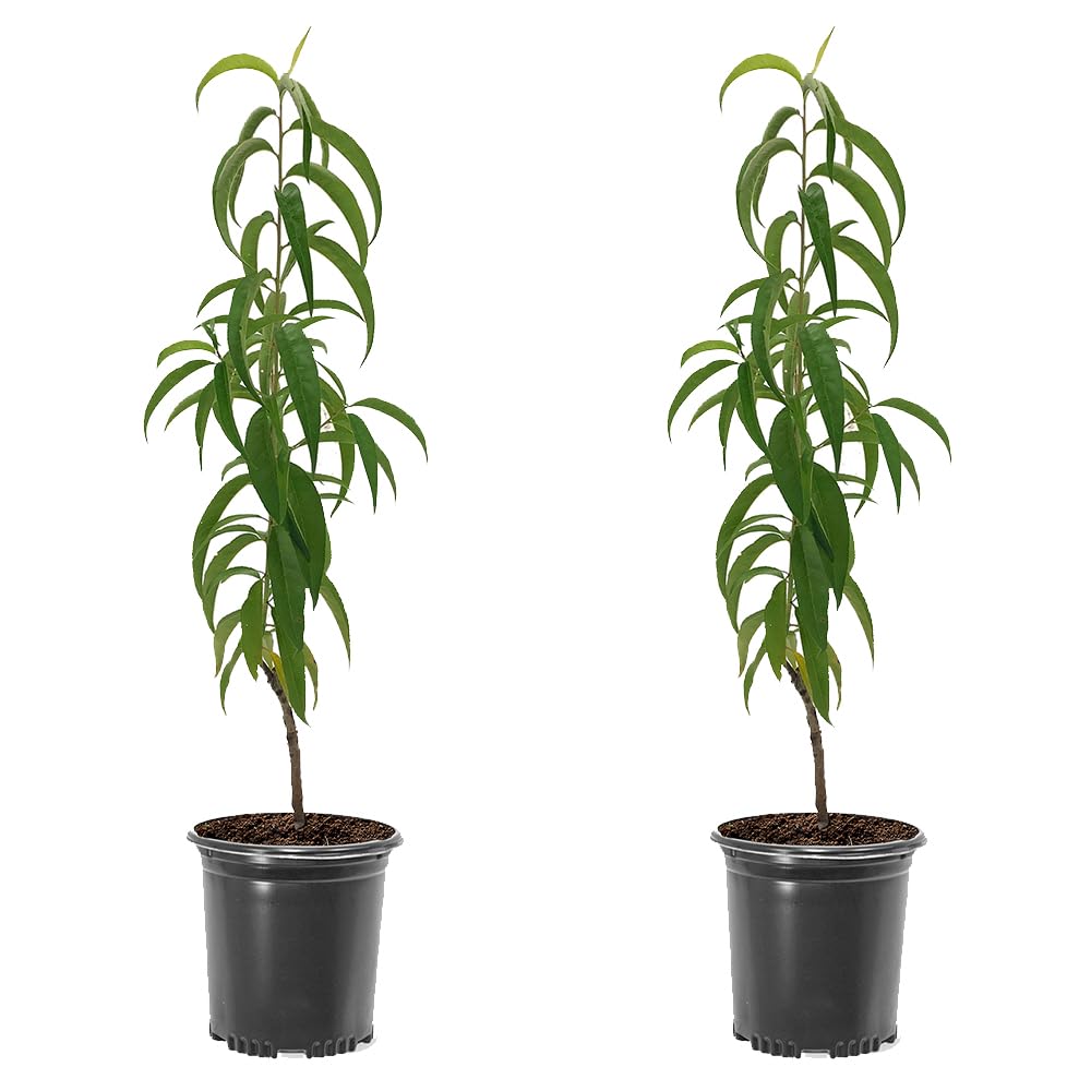 June Red Peach Tree, Self-Pollinating, Pink Flowering, Deciduous, 1 gal Nursery Pot, 1-2 ft Tree Height (Due to Agricultural Laws, we Cannot Ship to CA, AZ, AK, or HI), 2 Trees