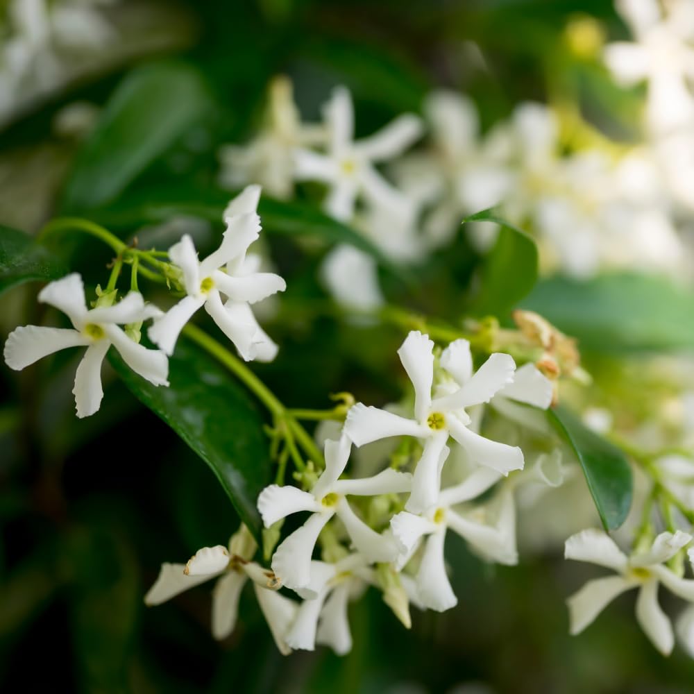 Jasmine Plant, Fragrant Jasmine Flower Vine 4-8 Inches Well Rooted for Container, Hanging Basket Growing (Star)