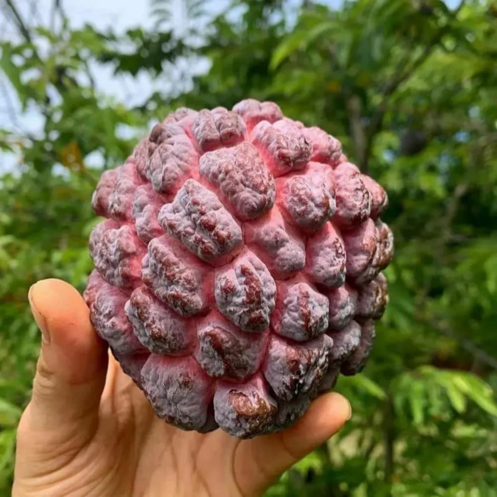 Sugar Apple Tree 2-3 Feet Tall in 3 Gallon Pot, Sweet Tropical Fruit Tree, Backyard and Container Planting, No CA (Red Sugar Apple)