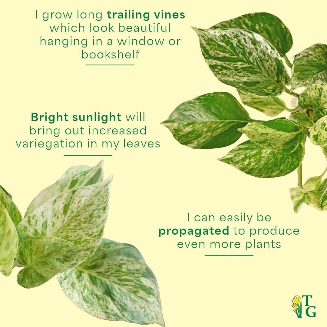Thorsen's Greenhouse Marble Queen Pothos, Live Indoor Plant, Easy to Grow, Rare Variegated Houseplant, Natural Air Purifier, 4-inch Diameter Pot (Coffee)