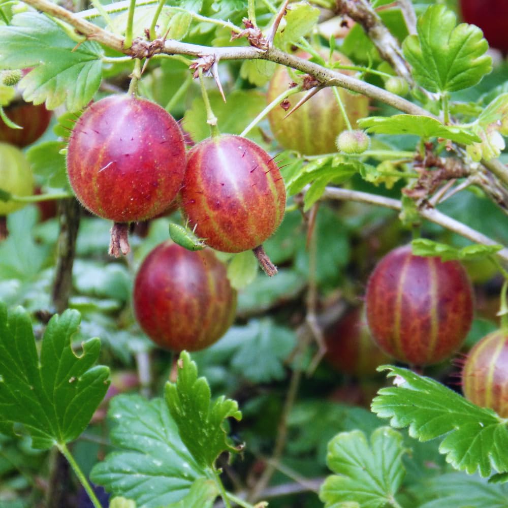 Gooseberry Plant Live for Planting, Gooseberry Bushes Live Plant, 5 to 10 Inc Tall (Red)