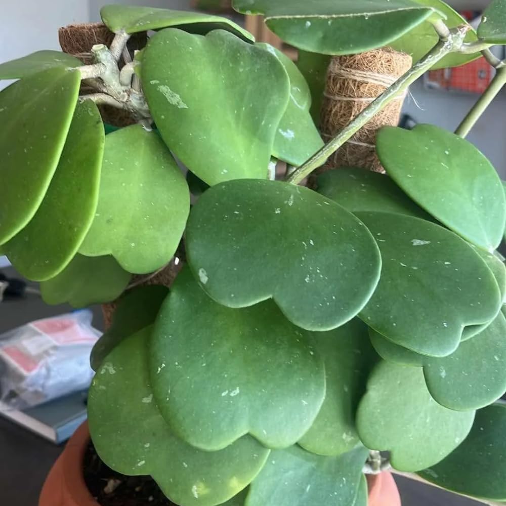 Green Hoya Kerrii Plant Live in 4-Inch Pot | Heart-Shaped Leaf Succulent | Unique Indoor Houseplant Gift for Home or Office Décor