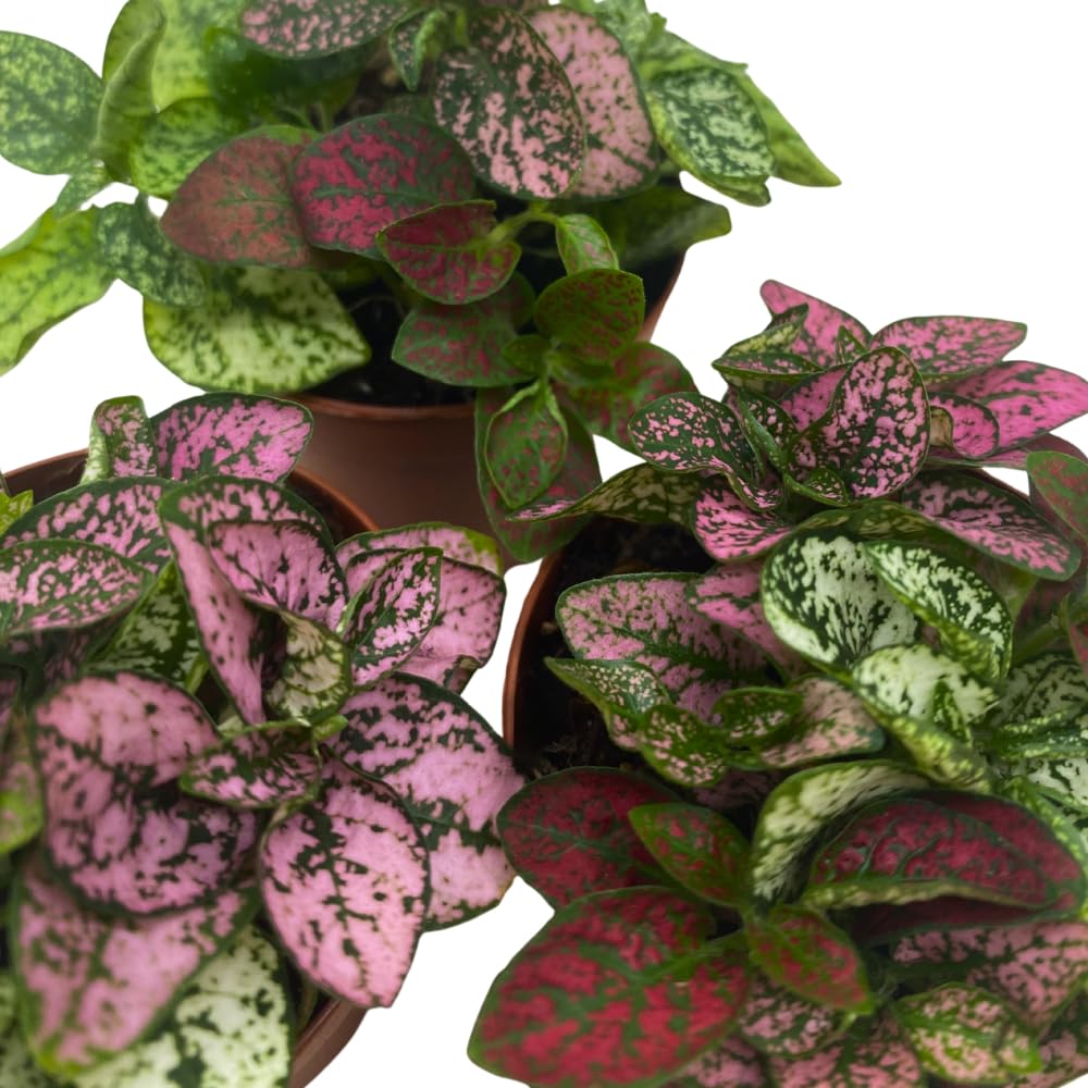 BubbleBlooms Tricolor Hypoestes phyllostachya 2 inch Set of 3 Flamingo Polka Dot Plant Red White and Pink Tiny Mini Pixie Plants