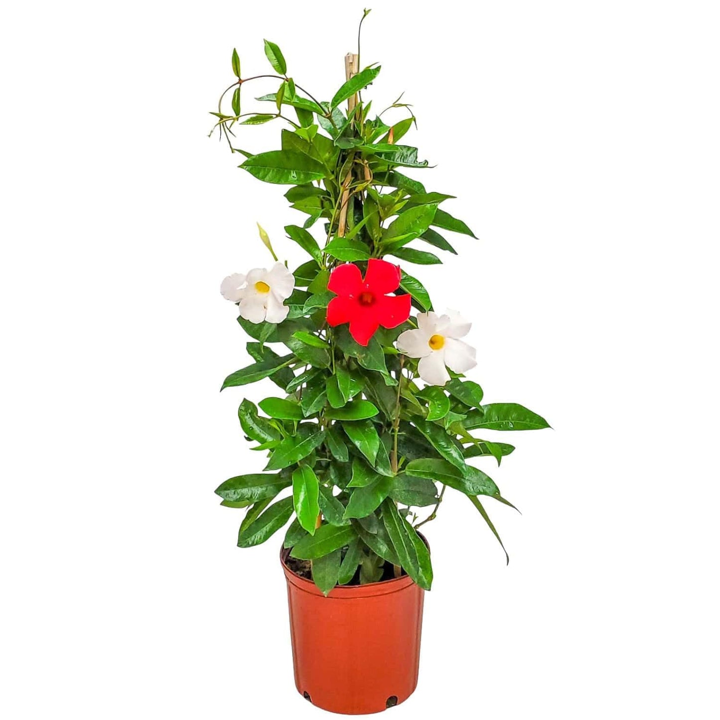 Live Mandevilla Flowering Plant - Trellis - Mixed Red Giant and White Giant - Tropical Plants of Florida - Overall Height 36" (Plant Only)