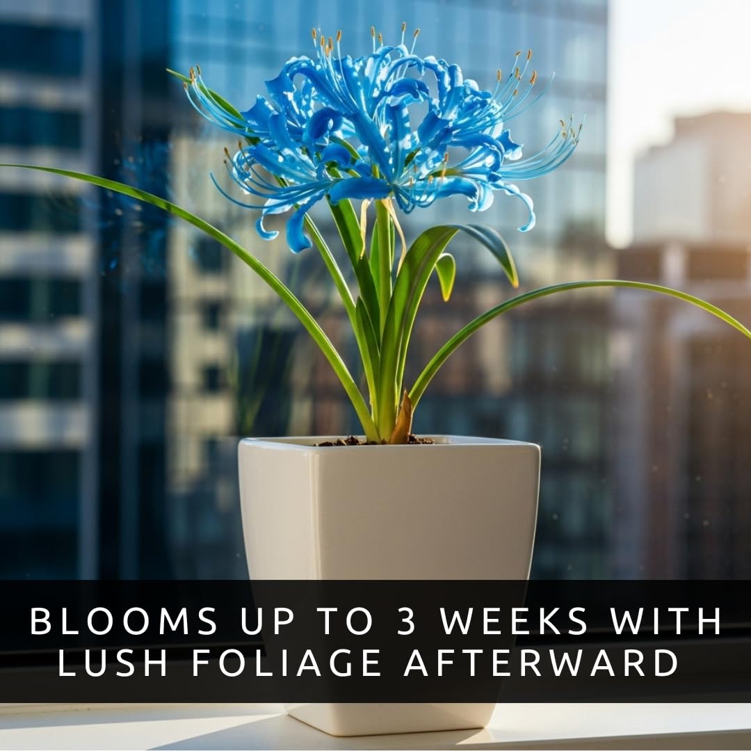 Electric Blue Spider Lily Bulb for Planting (1 Bulb) - Rare Lycoris Variety -Striking Blue Blooms -Easy Care Perennial - Surprise Bloom Flower - Unique Valentine Gift - Cheerful Lily