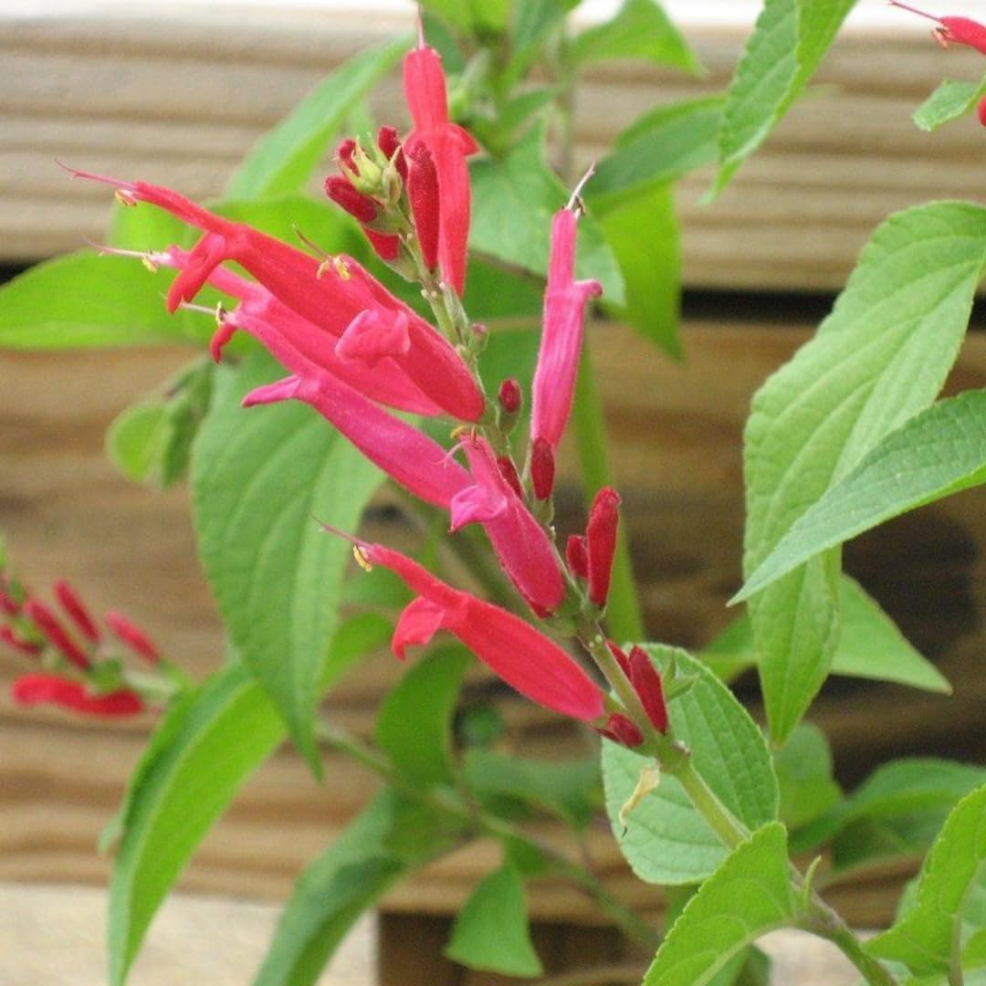 Yunaksea Pineapple Salvia Perennial Live Plant in 4 Inc Pot, Long Bloomer Red Salvia Sage Plant Live, Live Salvia Bush Shrub for Planting