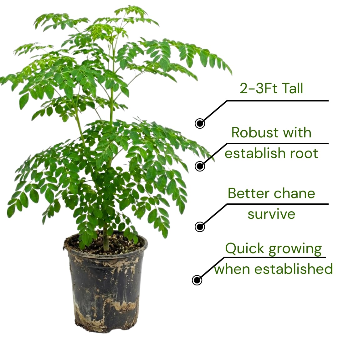 Established Moringa Plant Live Tree 2-3 Feet Tall in 1 Gallon Pot, Malunggay Plant Live, Moringa Oleifera Tree Plant Live, Drumstick Horseradish