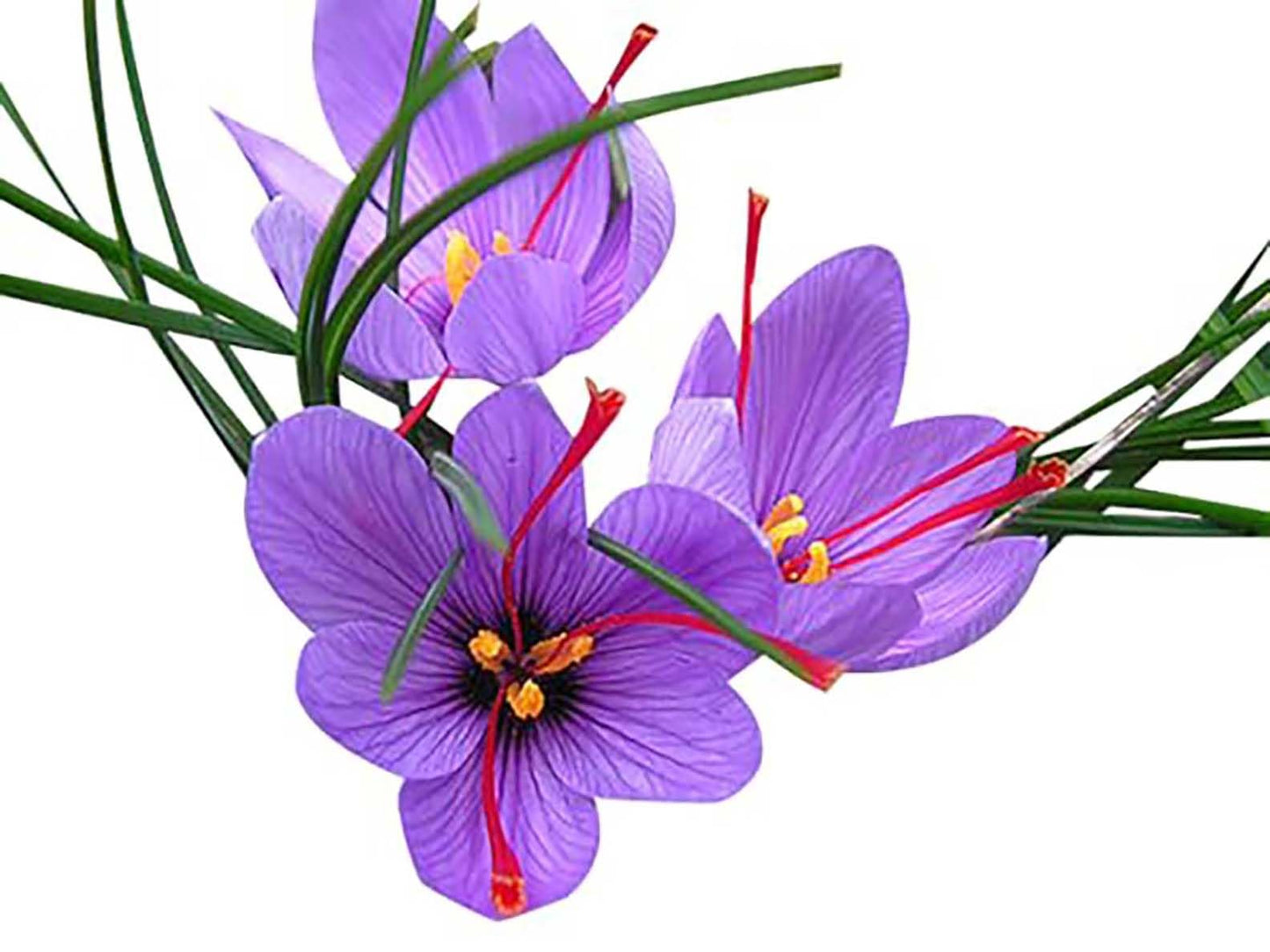 3 Saffron Sativus Crocus Corms - Huge 10+ cm Corms for Planting - Saffron Crocus Bulbs with Complete Planting Instructions - Premium Crocus Sativus Bulbs