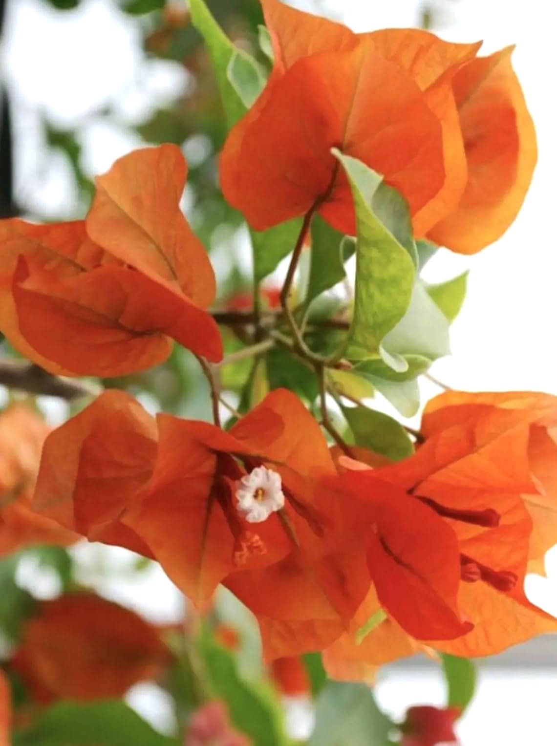 2 Bougainvillea 'Sundown' Plants - Live Rooted Starters (4-6 Inches) - Apricot-Orange to Salmon Blooms - Color Changing Tropical Vine for Trellis & Fences