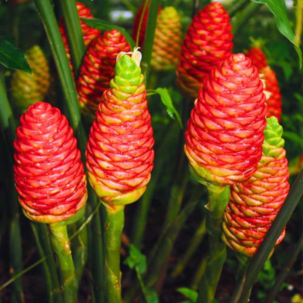 12 Zingiber Zerumbet Shampoo Ginger Roots, Hawaiian Ginger Lily Rhizomes, Pinecone Gingers for Outdoor Garden