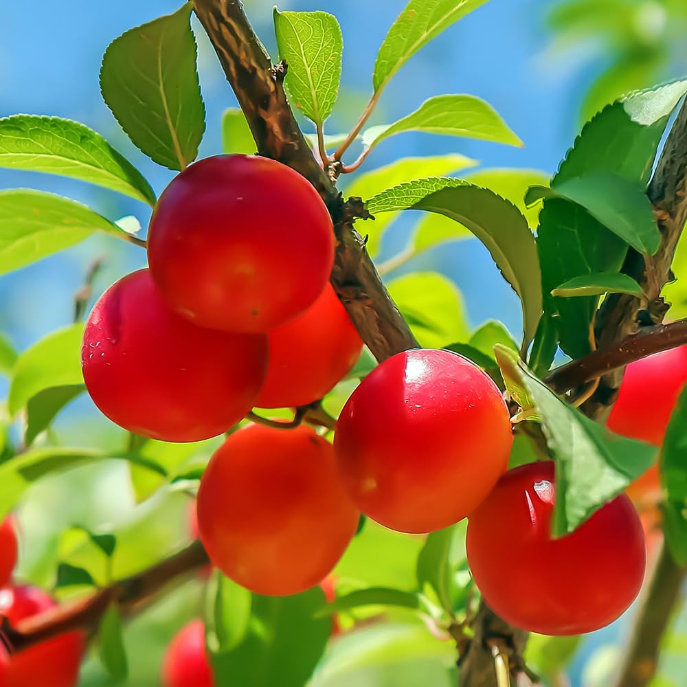 Cherry Plum Tree, Small, Cherry-Like Plum with a Sweet, Tart Flavor, 2-3 ft Tree Height, 5 gal. Grower Pot (Due to Agricultural Laws, we Cannot Ship to CA, AZ, AK, or HI)