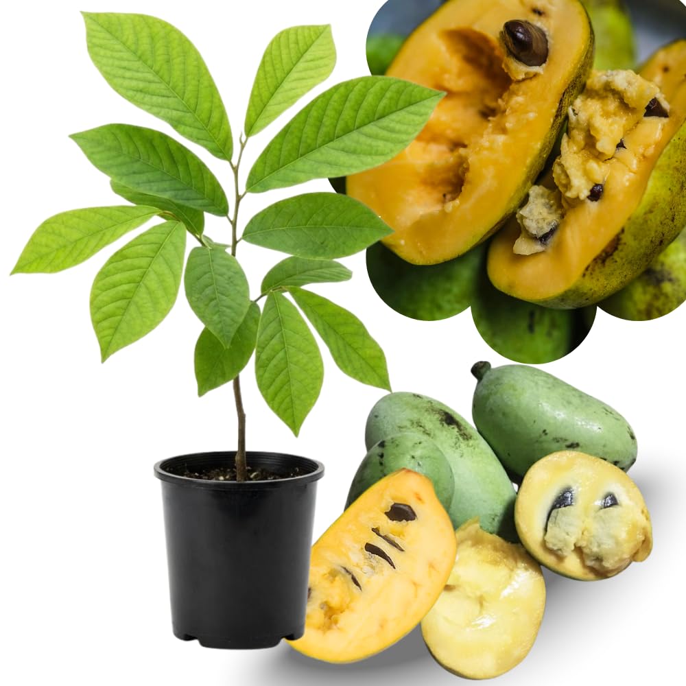 Pawpaw Tree Live Plant, Paw Paw Trees Plants Live in Quart Pot, Asimina Triloba Trees for Planting, 6-12" Tall Live Plants