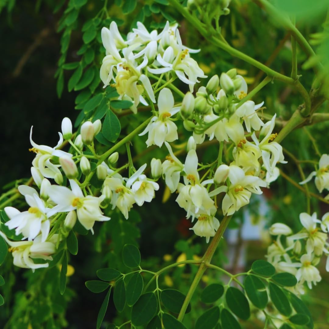 2 Moringa Trees Live Plants, Moringa Oleifera Drumstick Plant Live, 4 Inc Pot, Herb Garden Planting
