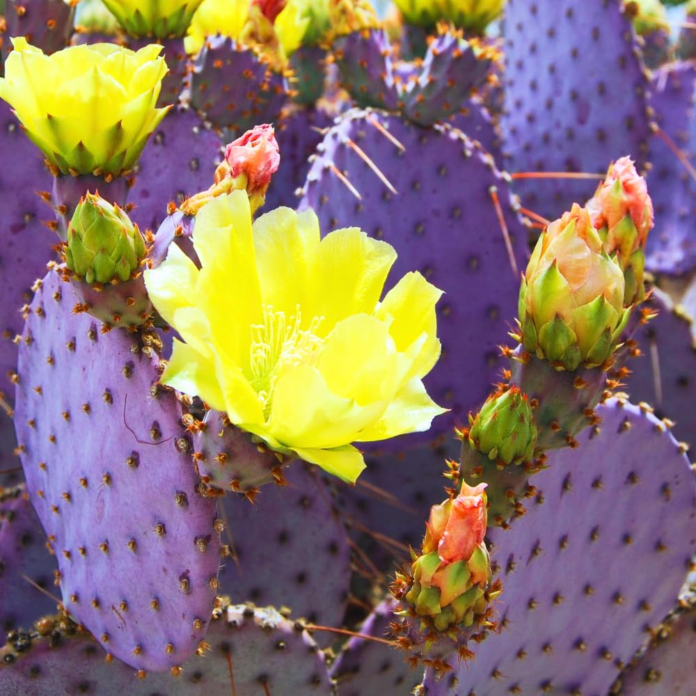 Prickly Pear Cactus, Purple Prickly Pear Cactus Plant Live in 3 Inches Pot