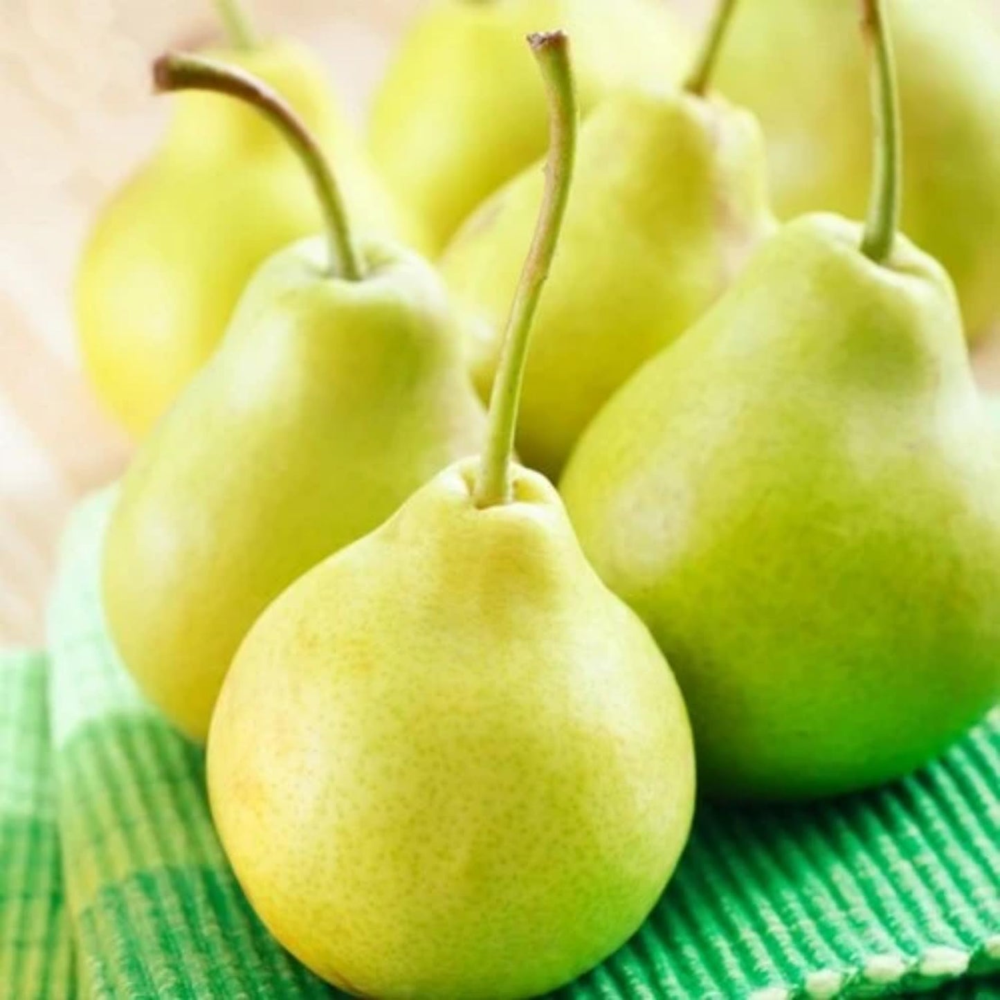 9 Months Old Pear Tree Live Plant for Spring Planting, Yellow Green Pears 8-10 Inches in Tall, No Pot, Dormant in Winter, No Leaf, Cold Hardy Pear Home Orchard Yard