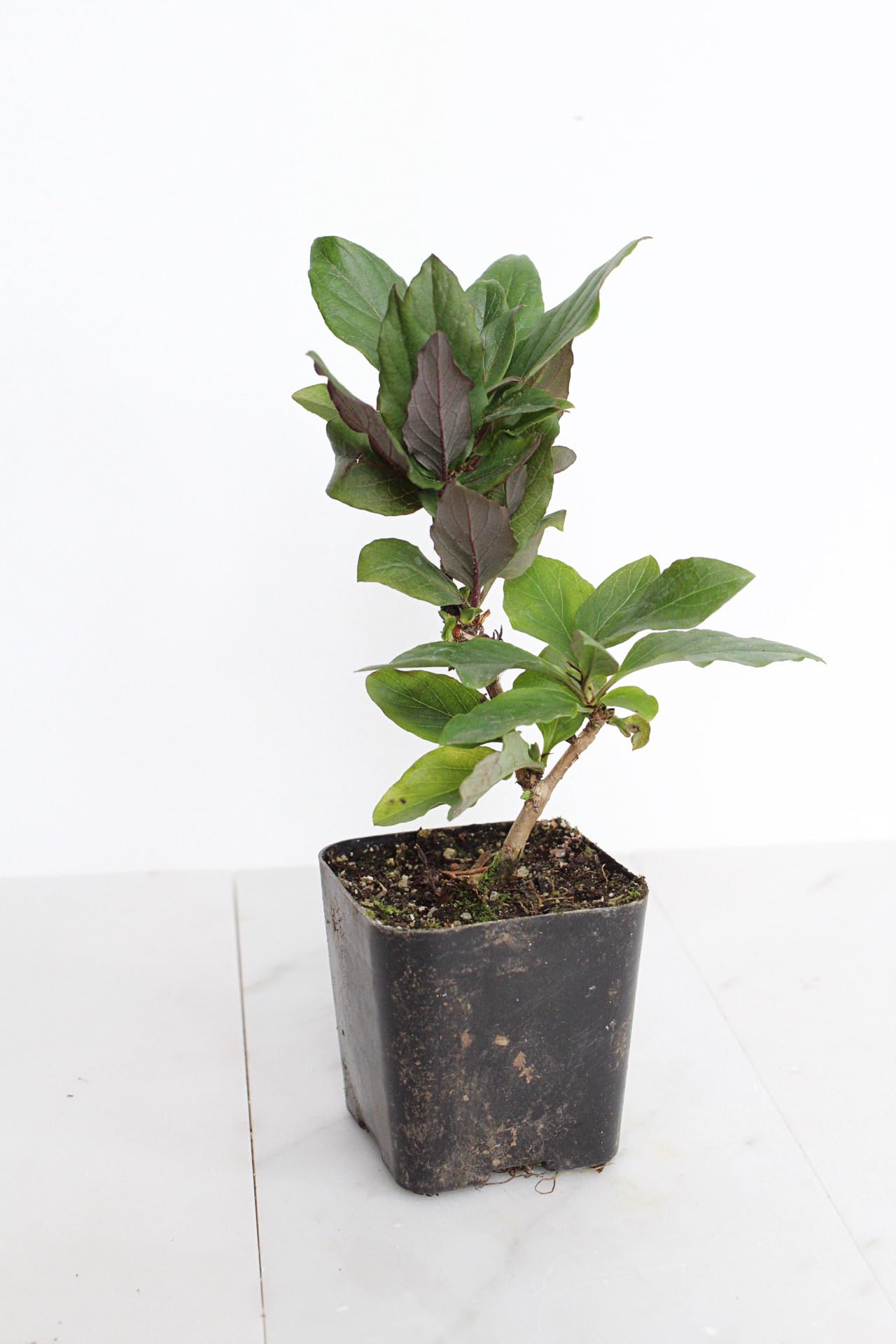 MyShelfie Purple Honeysuckle Vine Plant Fragrant Purple Flower (Lonicera Japonica Purpurea), Live Starter Plant with Purple Leaves, 2-Inch Pot