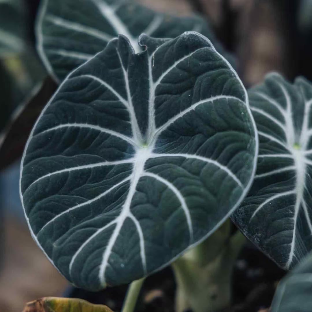 Sets 5 Alocasia Black Velvet Live Plants Indoor, 4-6 Inches Tall - Tropical Plant with Dark Leaves, Low Maintenance