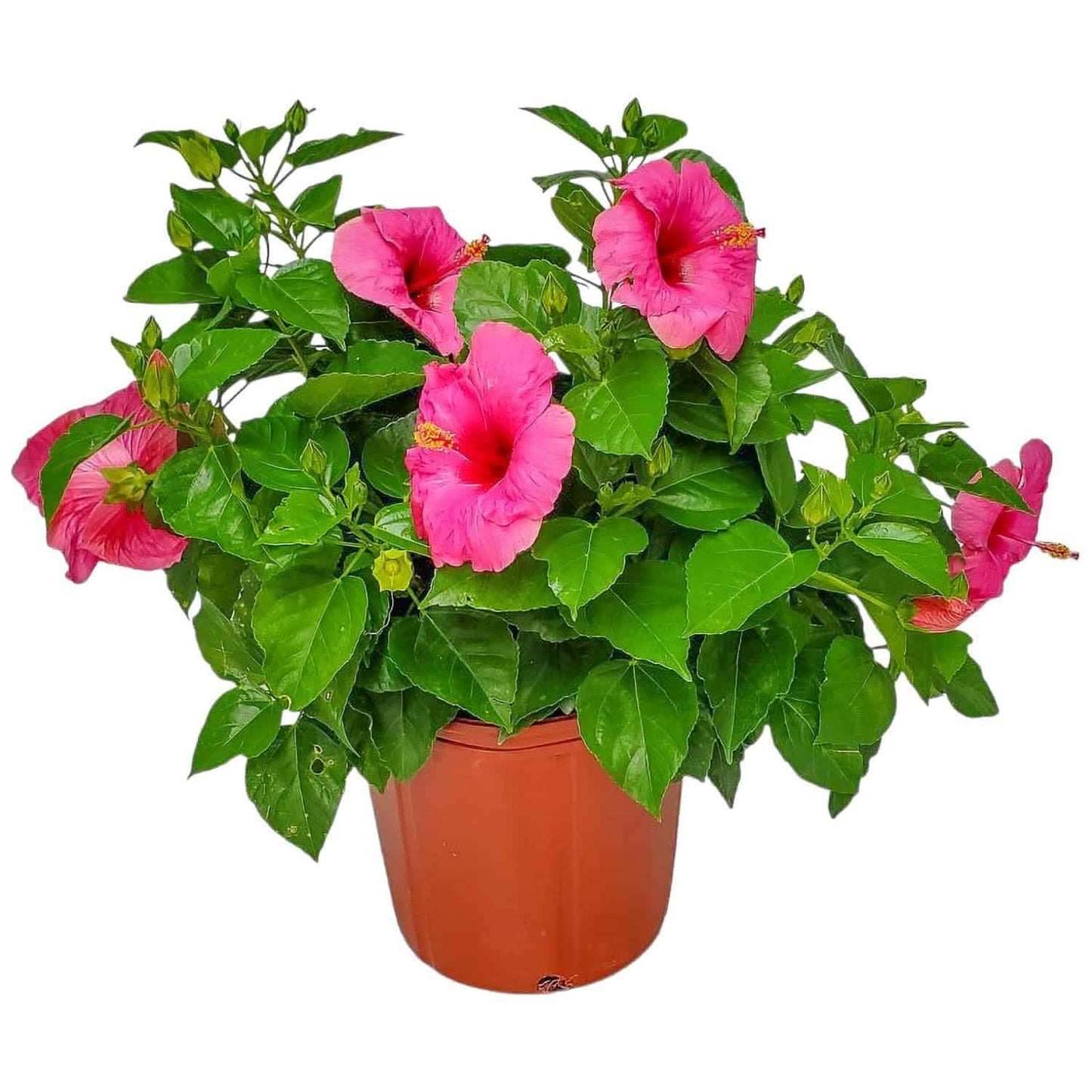 Pink Hibiscus Plant Bush - Yoder Dwarf Pink Cayman Wind - Live Flower Bush - Overall Height 22" to 26" - Tropical Plants of Florida (Plant Only)