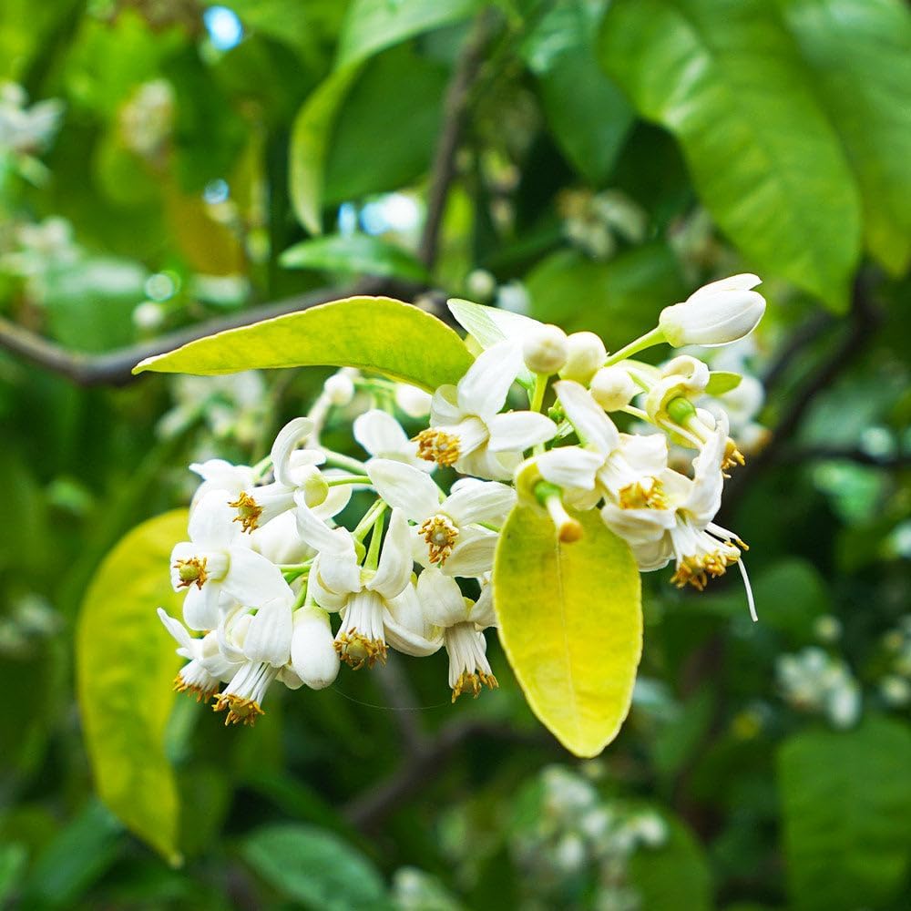 Brighter Blooms - Ruby Red Grapefruit Tree, 3-4 ft. - No Shipping to AK, AL, AZ, CA, FL, GA, HI, LA, MS, OR, TX