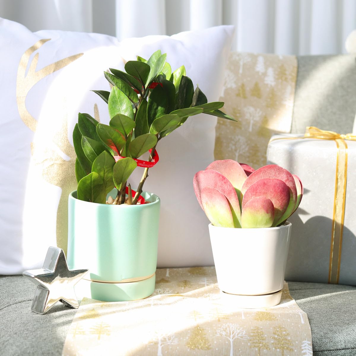 ZZ Plant (4 inch) - Lucky Houseplants - 4/6 inch Unique Live Decorative Houseplants - Easy to Care Indoor Plants, Perfect for Office, Home & Feng Shui Decor