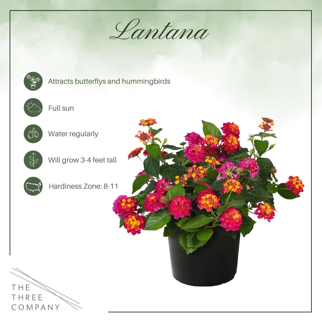 Live Flowering Lantana - Havana Sunset - Color Mix (2 Plants Per Pack) - Grower's Choice Multi Color Blooms, Healthy Blooming Pollinator, 8" Tall by 5" Wide in 1 Qt Pot