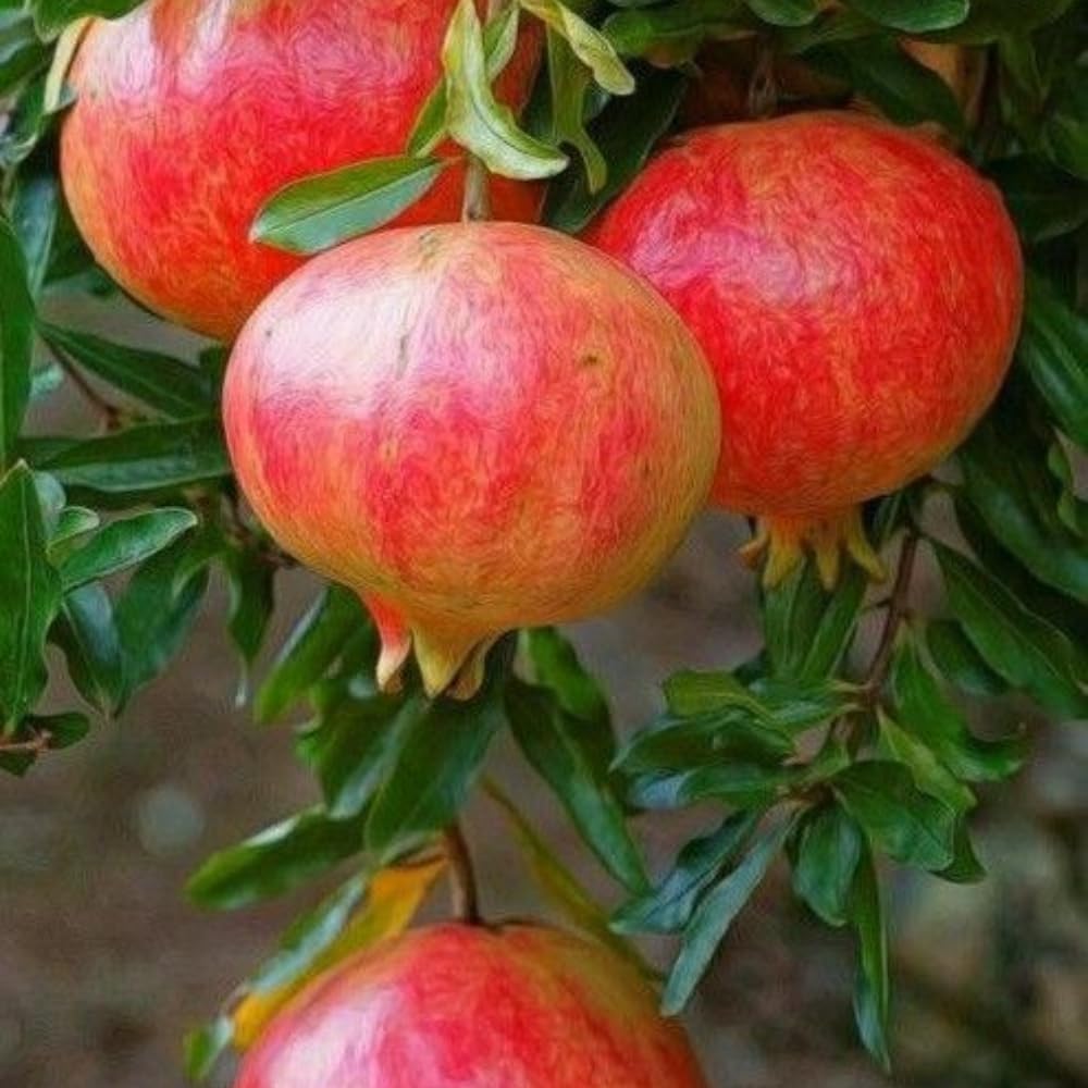 Cold Hardy Pomegranate Tree in Gallon Pot, 20-24 Inches Tall, Live Pomegranate Farfianka Plant, Easy-Care Strong Rooted Plant, Beautiful, Hardy Tree for Outdoor Growing, No Ship to CA,HI,AK