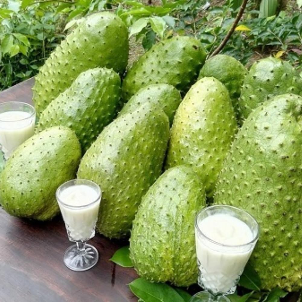 2 Years Old Soursop Tree Plant Live in 1 Gallon Pot, 2-3 Feet Soursop Trees Seedling Tropical Fruit, Sweet Annona Muricata Guanabana for Outdoor Planting, Can not Ship to California