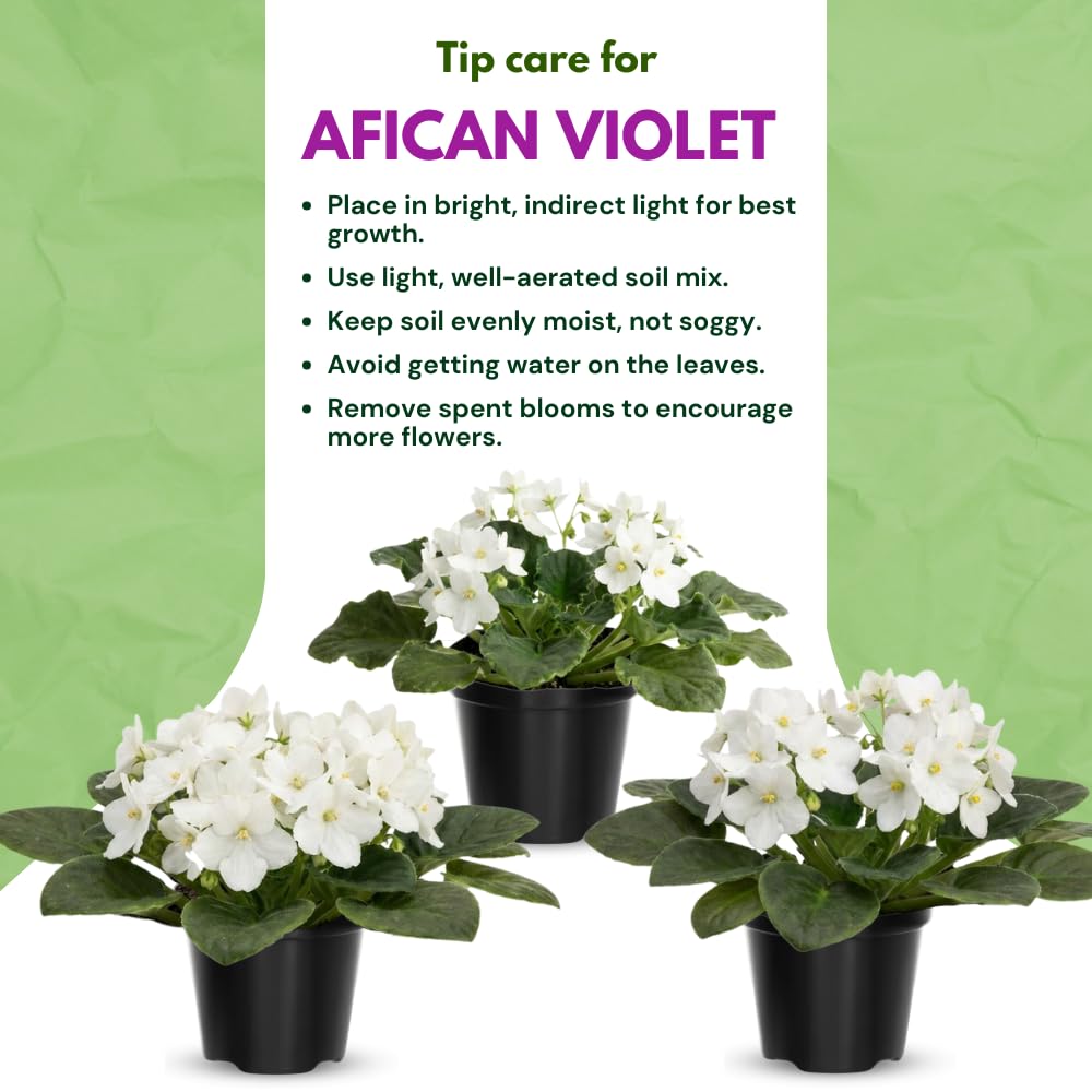 African Violet Live Plant in 4" Pot, White African Violets Plants Houseplant Well-Rooted, Indoor Outdoor Blooming, Holiday Flower Bush