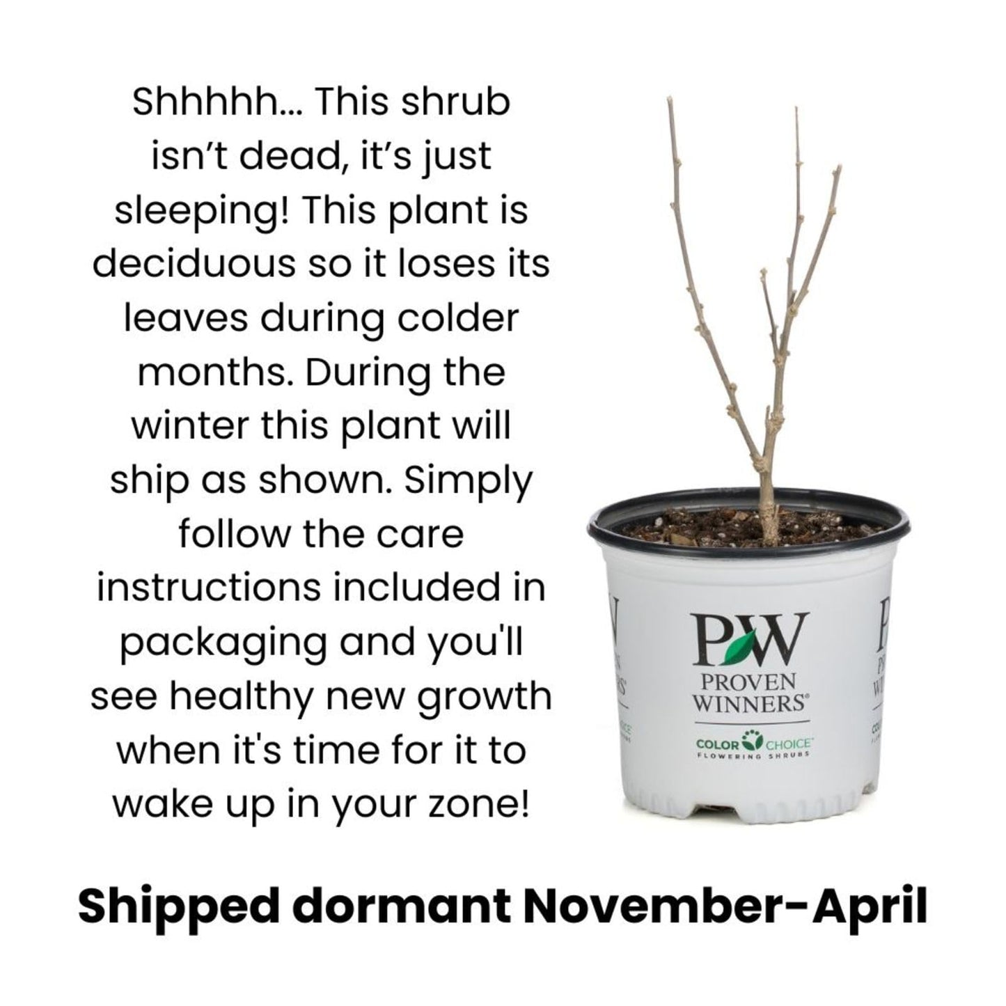 Proven Winners Pink Pony Elderberry (Sambucus nigra) Live Plant, 4.5" Qt