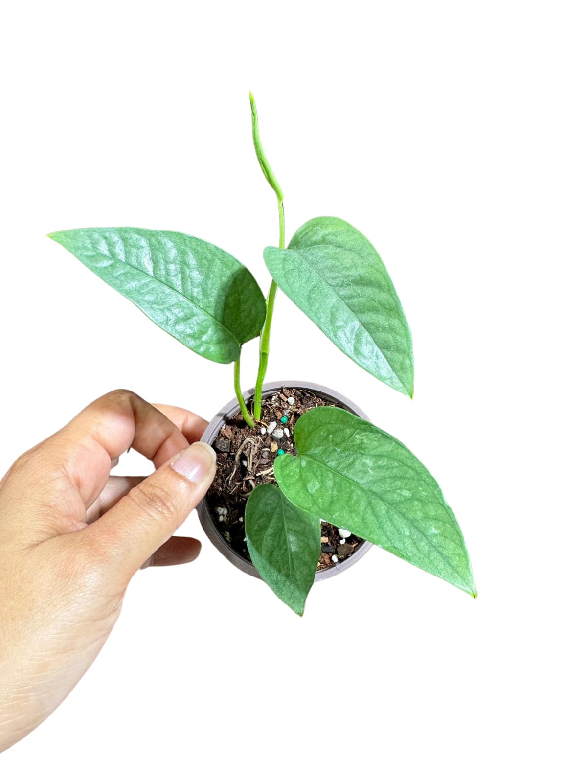 PLANTVERS Cebu Blue Pothos Live Plant – Epipremnum Pinnatum – Cebu Blue Live Vining Plant – Low Light Indoor Houseplant – Easy Tropical Climbing Plant – Air Purifying Indoor Plant (2" Nursery Pot)