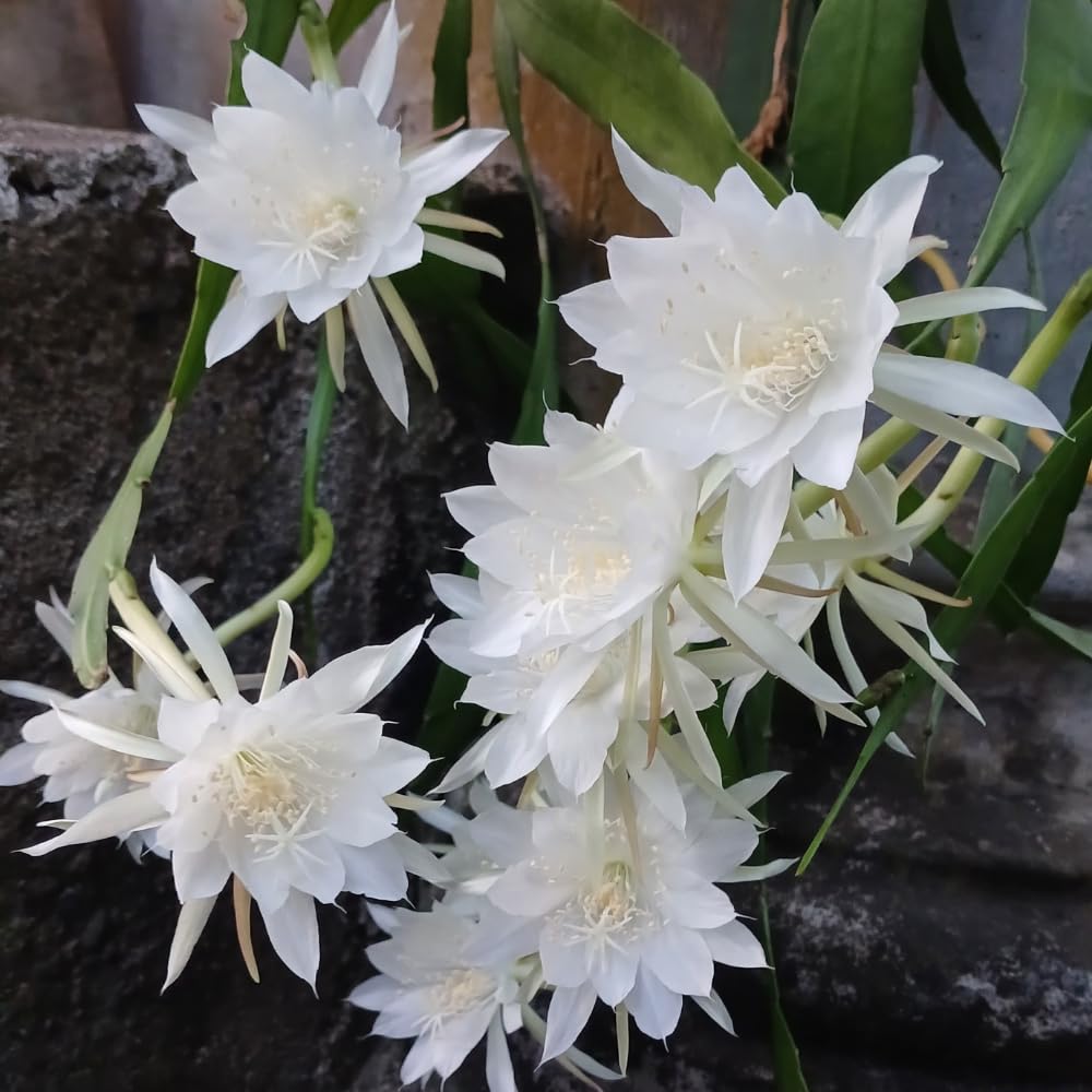 Night Blooming Cactus Plant, 4-6 Inch Tall, Fragrant White Night Blooming Cactus, 4 Inch Pot Rare Flowering Plant for Indoor and Outdoor Garden