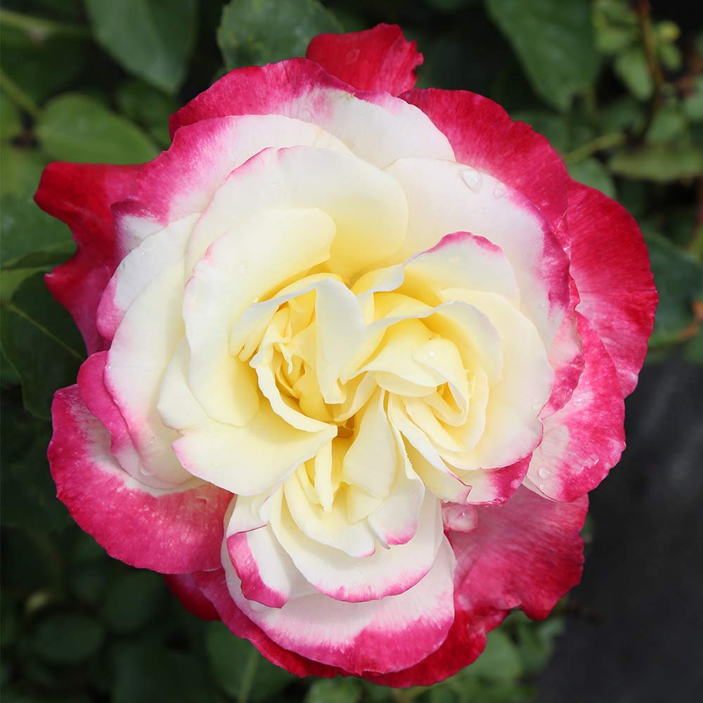 Heirloom Roses Hybrid Tea Rose Plant - Double Delight® Fragrant Rose Bush, Red and White Plant for Outdoor Planting