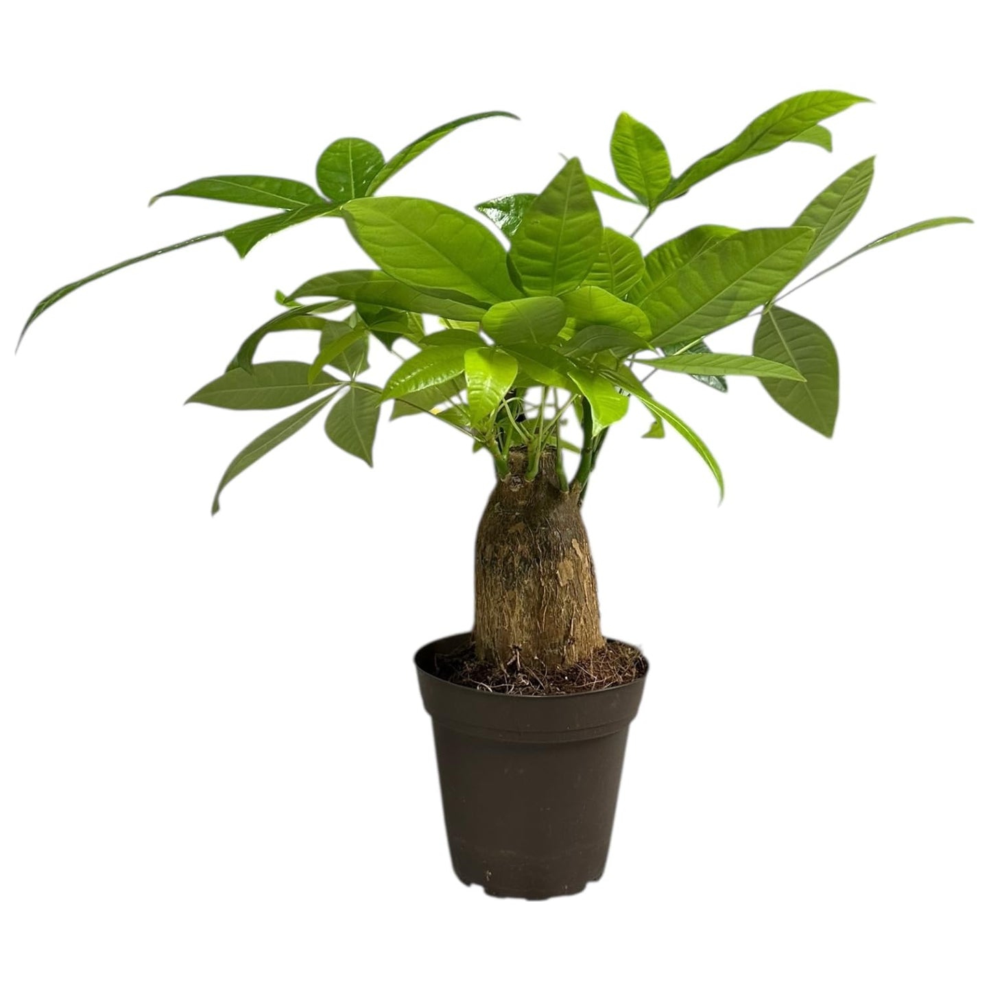 Hopewind Plants Shop - Money Tree Stump Live Plant, 12-14 inch Tall, Easy to Grow Live Indoor Bonsai Tree, Pachira aquatica