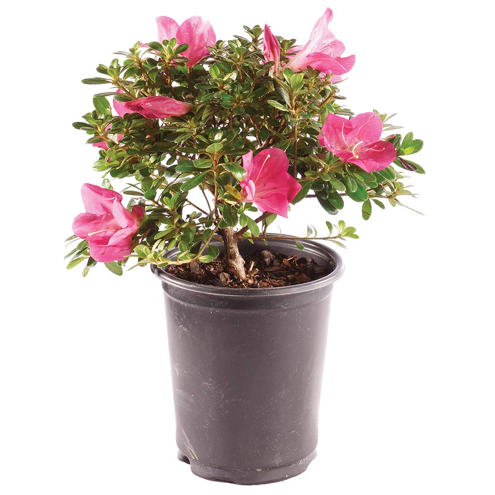Brussel's Bonsai - Live Satsuki Azalea Bonsai Tree in Grower Pot, Outdoor Flowering Bonsai Tree Live Plant, 5 Years Old, 5-8 Inches Tall, Easy Care Plant for Patio Garden (Small)